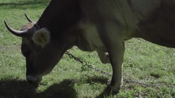 灰牛在牧场上吃草 — 图库视频影像