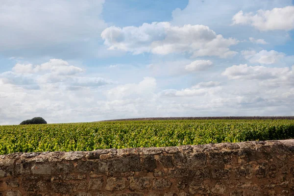 Panorama Stone Wall Grapes — Stock Photo, Image