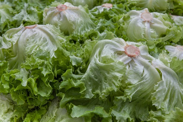 Green Lettuces Stall Vegetable Market — ストック写真