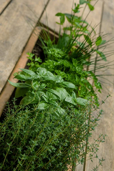 Various Herbs Wooden Table — Stockfoto