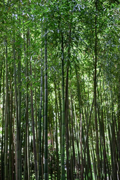Floresta Bambu Sul França — Fotografia de Stock