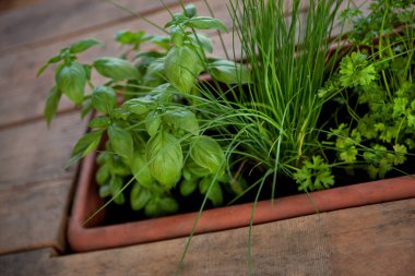 Mutfağa saksı otu.