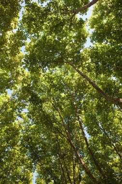 Parktaki yeşil yaprakların arka planı