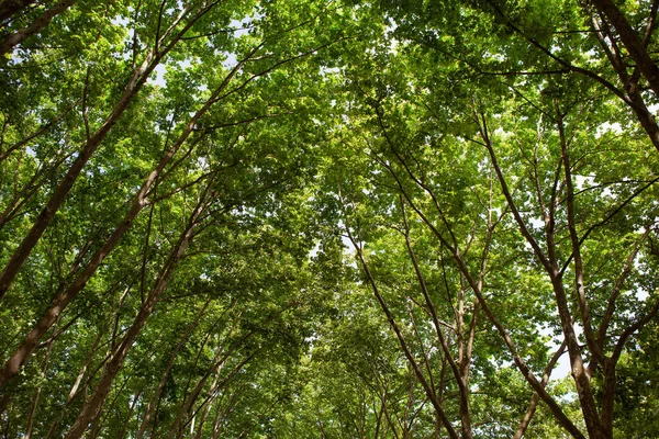 Alley Plane Trees City Park — Fotografia de Stock