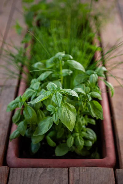 Basil Parsley Table —  Fotos de Stock