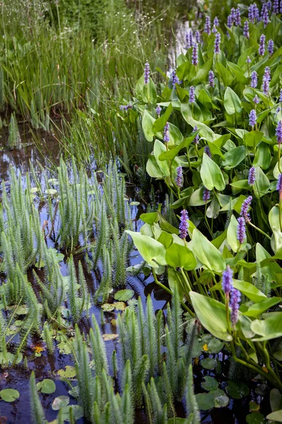 Wasserpflanzen Und Seerosen — Stockfoto