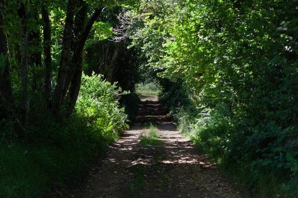Small Path Undergrowth Summer — Stock Photo, Image