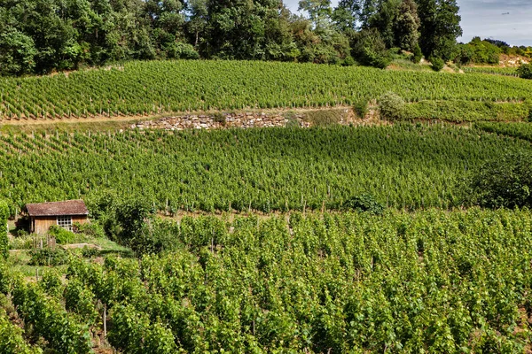 Vineyards on the hills near Bordeaux