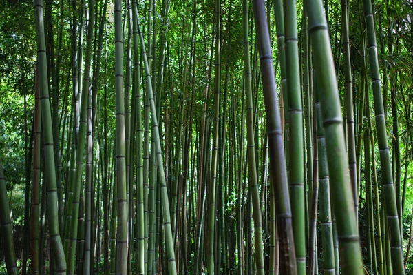 Бамбуковий Фон Громадському Парку — стокове фото