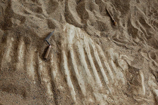 Keşif gezisi ve çölde keşif