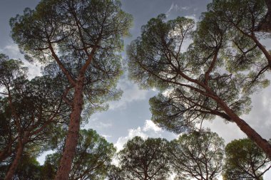 Arka planda çam ağaçları ve bulutlu gökyüzü