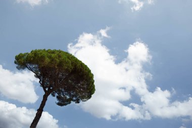 Arka planda çam ağacı ve bulutlu mavi gökyüzü
