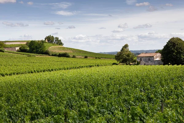 Vineyards landscape in South West of France