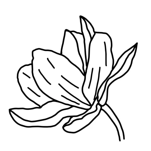 Handgetekende vector bloem tekening. Decoratieve elementen voor design. Geïsoleerd op witte achtergrond. Ornament voor borduren, ansichtkaarten en uitnodigingen — Stockvector