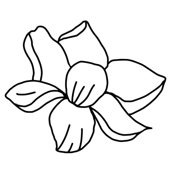 Desenho de flor vetorial desenhado à mão. Elementos decorativos para design. Isolado sobre um fundo branco. Ornamento para bordados, cartões postais e convites — Vetor de Stock