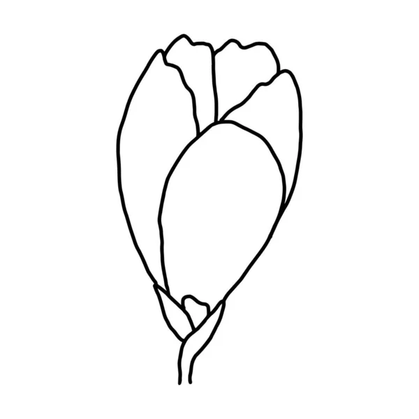 Desenho de flor vetorial desenhado à mão. Elementos decorativos para design. Isolado sobre um fundo branco. Ornamento para bordados, cartões postais e convites —  Vetores de Stock