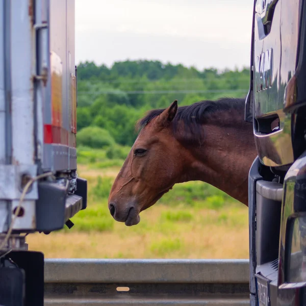brown horse head next to trucks. High quality photo
