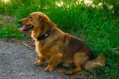 Şirin kahverengi köpek çimenlerde oturuyor. Yüksek kalite fotoğraf