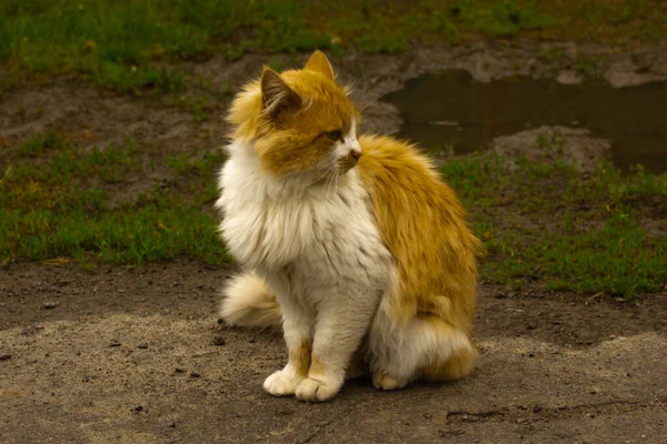 Cute Dug Yard Cat Fed Asphalt Rain High Quality Photo — Fotografia de Stock