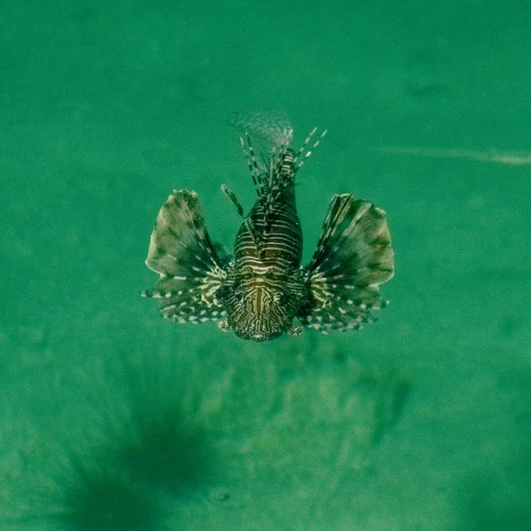 Lionfish Swims Red Sea Africa High Quality Photo — Stock Photo, Image