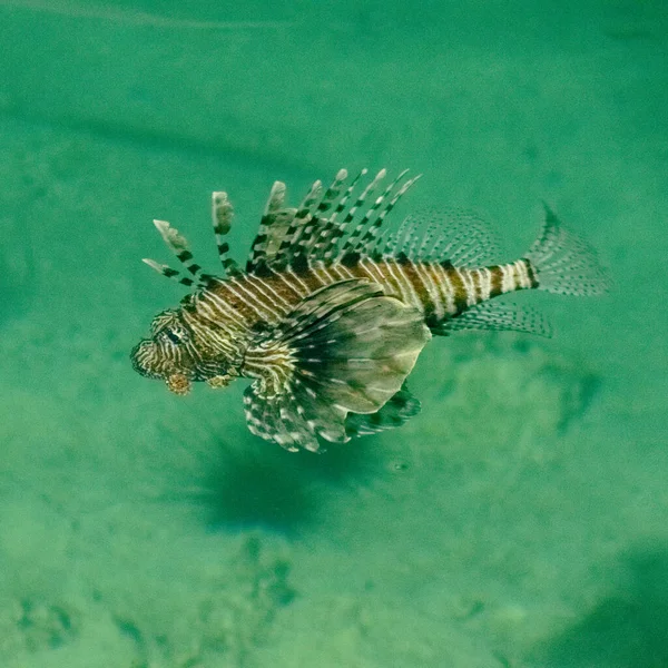Lionfish Swims Red Sea Africa High Quality Photo — Fotografia de Stock