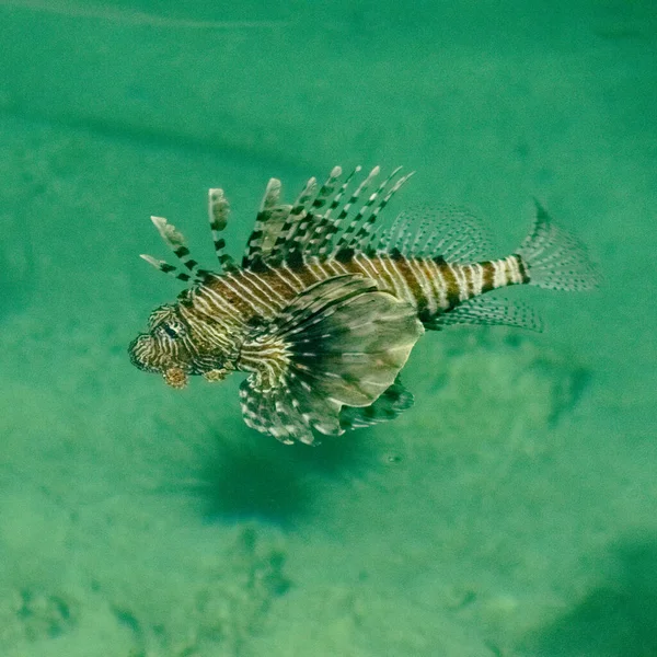 Lionfish Swims Red Sea Africa High Quality Photo —  Fotos de Stock