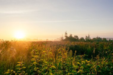 Yeşil çimlerle kaplı bir tarlanın üzerinde resim gibi gün doğumu. Yüksek kalite fotoğraf