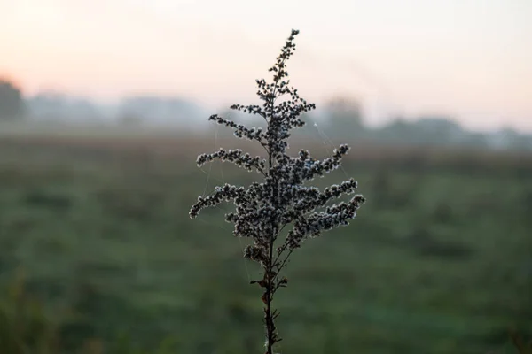 Белое Растение Фоне Тумана Утром Высокое Качество Фото — стоковое фото