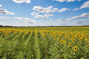 Yazın mavi bulutlu gökyüzünün altında çiçek açan ayçiçeği tarlası manzarası