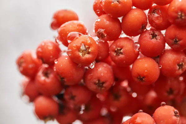 Bunch Red Rowan Berries Close Covered Raindrops Selective Focus — Stock Photo, Image