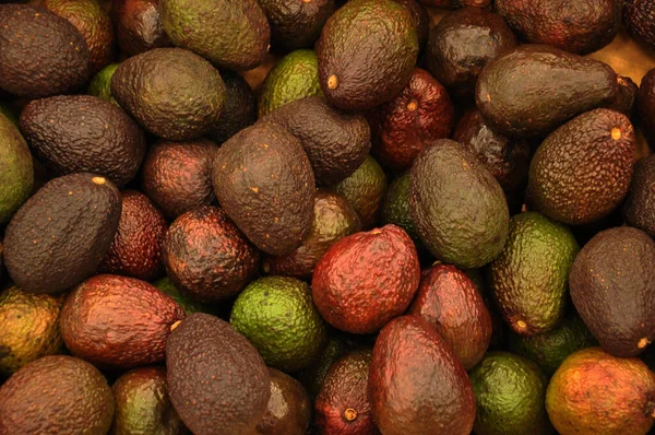 Taze organik avokadoların organik arka planı. Avokado ağacının tek bir tohumu ve çok besleyici olan meyvesinden avokado..