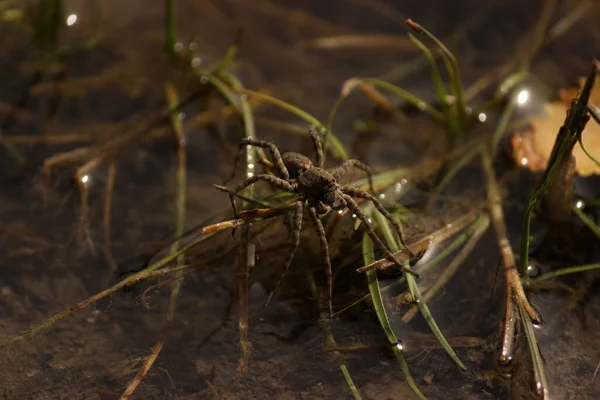green ants in the forest. nature, flora, fauna