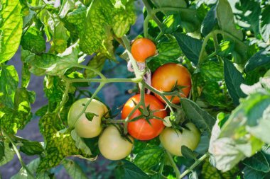Yeşil ve kırmızı domatesler serada bir dalda yetişir, gündüzleri tarlada, doğal ışıkta. Domatesler bahçede olgunlaşır, yakın plan, aşağıdan manzara. Doğal bahçe işleri..