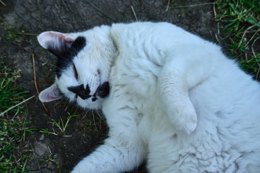Siyah-beyaz bir sokak kedisi uzanıyor, dinleniyor, gündüzleri dışarıda uyuyor..