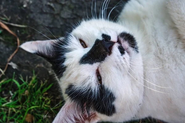 Porträtt av en svart och vit herrelös katt som ligger på marken utomhus på sommaren och tittar in i kameran under dagtid. Begreppet hemlösa djur. Närbild. — Stockfoto