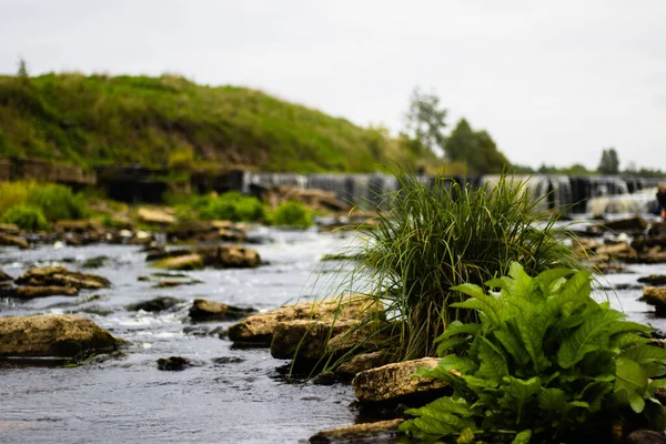 Nehir kıyısındaki taşların arasında su bitkileri, yatay görüntü