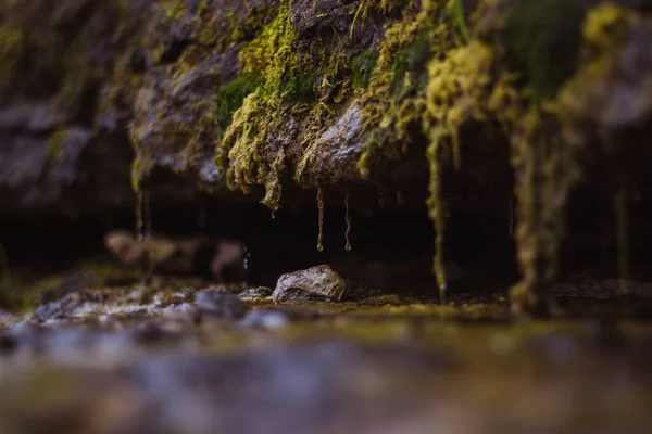 Su damlalarıyla taşların üzerindeki yosunlar yatay görüntü oluşturur. 
