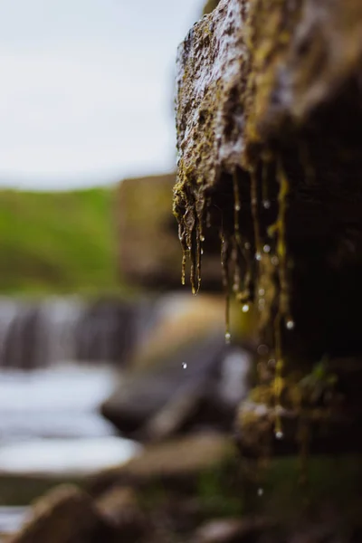 Su damlalarıyla taşların üzerinde yosun.
