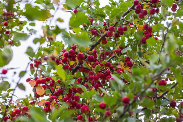 Olgun yabani elmalarla dolu dallar.