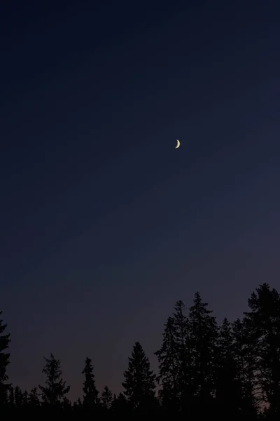 Akşam gökyüzünde ay, ormanın üstünde
