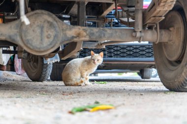 Kızıl kedi otoparkta arabanın altında dinleniyor.