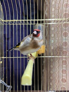 Küçük bir kafesin içinde tek bir altın Finch kuşu