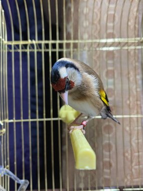 Küçük bir kafesin içinde tek bir altın Finch kuşu