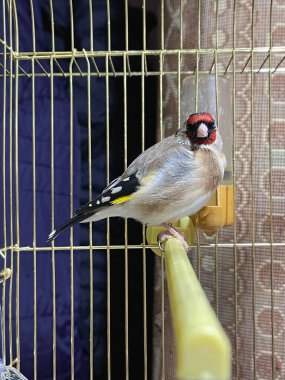 Küçük bir kafesin içinde tek bir altın Finch kuşu