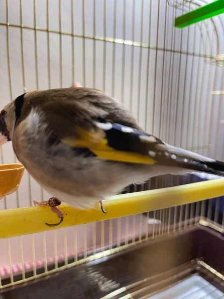 Pájaro Pinzón Dorado Dentro Una Jaula Pequeña — Foto de Stock