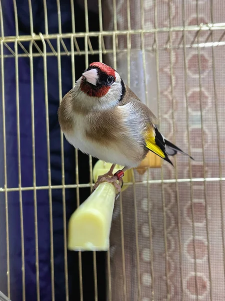 Pájaro Pinzón Dorado Dentro Una Jaula Pequeña —  Fotos de Stock