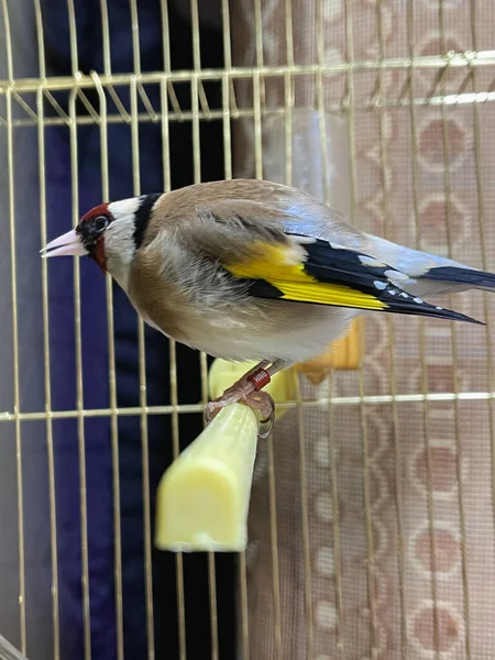 Pájaro Pinzón Dorado Dentro Una Jaula Pequeña —  Fotos de Stock