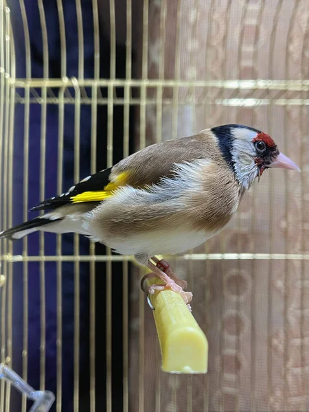 Single Goldfinch Bird Small Cage — Fotografia de Stock