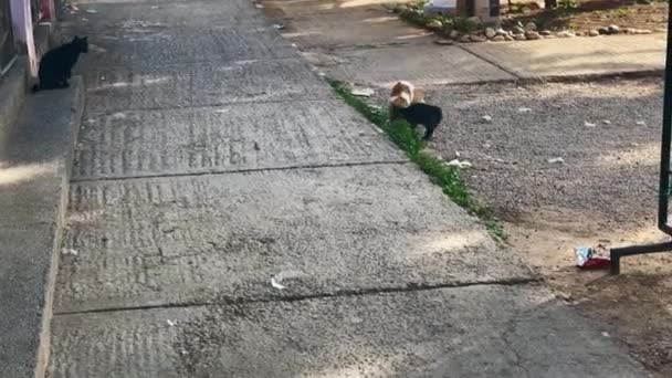 Γάτες Του Δρόμου Παίζουν Μαζί Στην Ύπαιθρο — Αρχείο Βίντεο