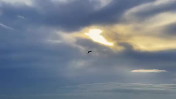 Птица Летит Красивым Отражением Восхода Солнца Над Морем — стоковое видео